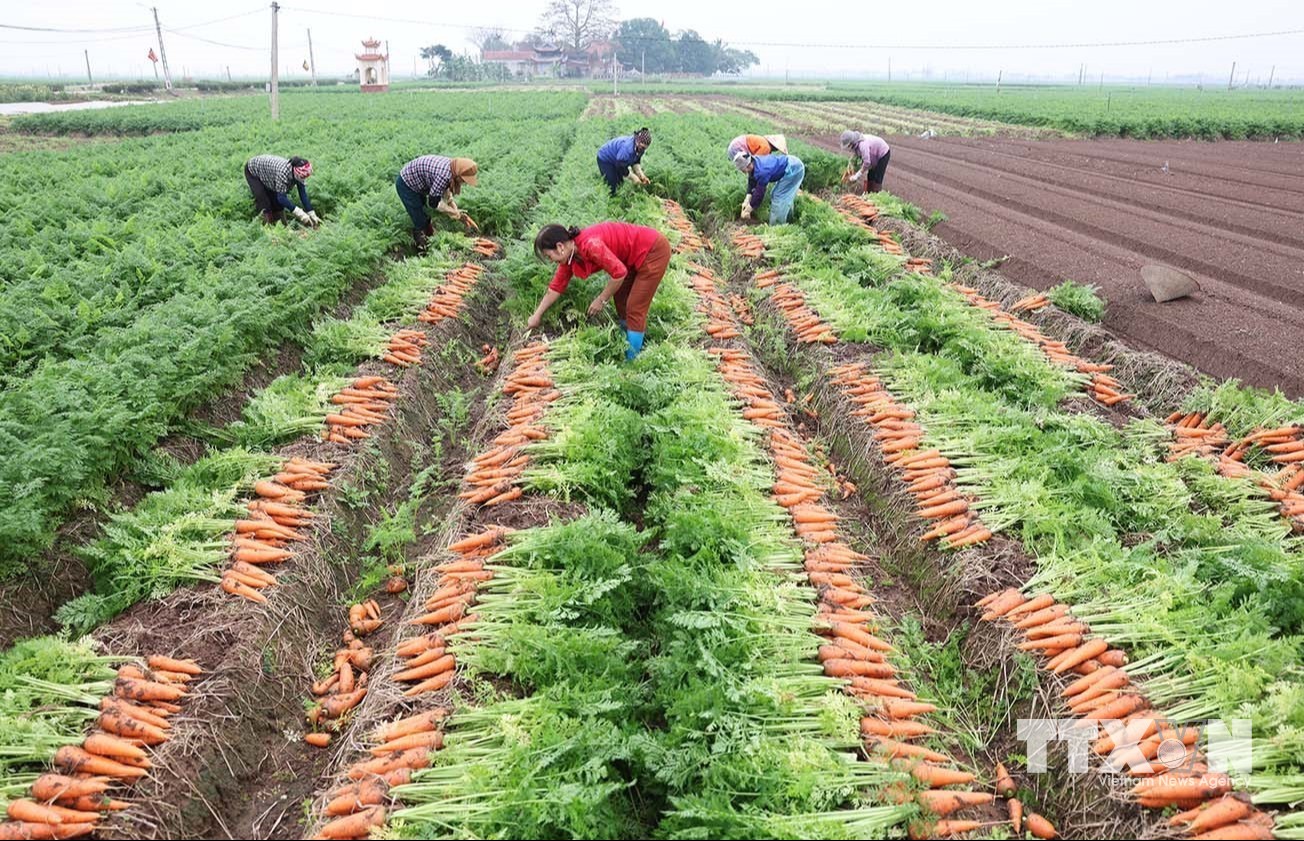 Thu hoạch cà rốt phục vụ thị trường xuất khẩu ở vùng sản xuất tập trung quy mô lớn, xã Tuệ Tĩnh, thành phố Hải Phòng. (Ảnh: Vũ Sinh/TTXVN)